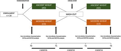 Effect of ancient wheat <mark class="highlighted">pasta</mark> on gut microbiota composition and bacteria-derived metabolites: A randomized controlled trial